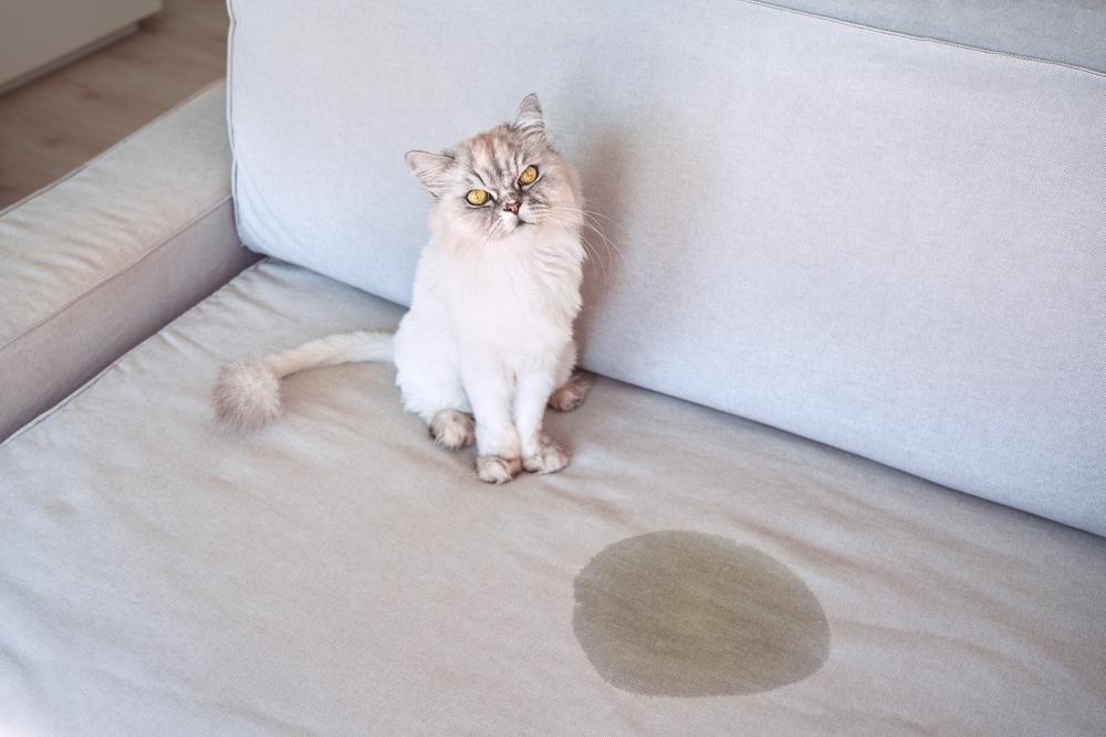 Nettoyage de tissus d'ameublement | Upholstery Cleaning